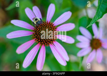 Bumblebee collectant du nectar sur une fleur d’Échinacée pourpre (Echinacea purpurea) dans un jardin estival. Banque D'Images
