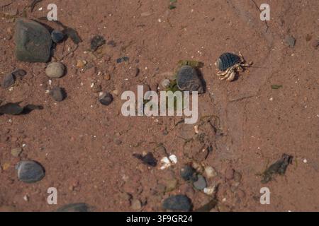 Un plan rapproché capturant un petit crabe ermite se déplaçant activement sur un sable de marée humide et brun-rouge. Banque D'Images
