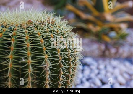Prise de vue rapprochée détaillée d'un Golden Barrel Cactus rond mettant en évidence son motif complexe d'aiguilles jaunes tranchantes et sa texture verte nervurée. Banque D'Images