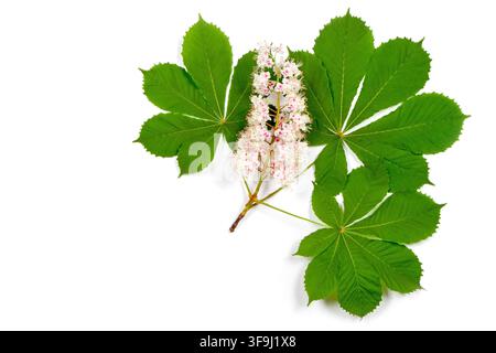 Inflorescence de châtaigne avec feuilles sur fond blanc. Un gros plan de fleur de châtaigne. Banque D'Images