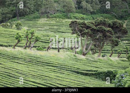 Vue de la dernière plantation de thé, Cha Gorreana à Porto Formoso sur Sao Miguel, Açores, Portugal Banque D'Images