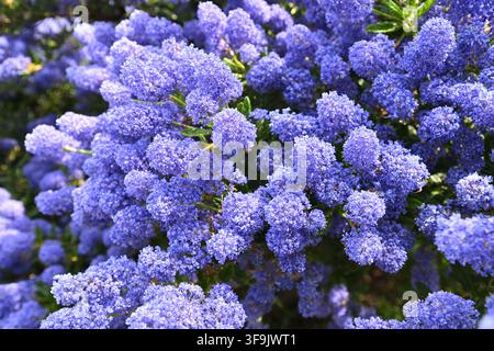 Fleurs bleues du lilas californien, Ceanothus 'Concha' jardin britannique en mai Banque D'Images