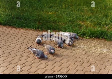 Groupe de pigeons gris picorant des graines éparpillées sur un trottoir pavé du parc près d'une pelouse verte, illustrant le comportement des oiseaux urbains et l'activité quotidienne de la faune Banque D'Images