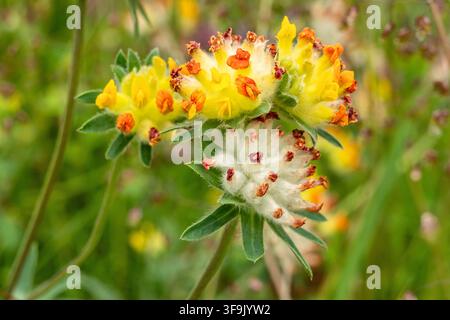 têtes de fleurs de la gaillette vulnéraire (Anthyllis vulneraria) Banque D'Images