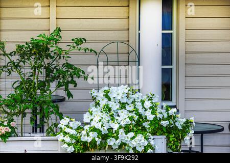 Vue rapprochée de pétunias blancs et de plants de tomates poussant à côté d'une fenêtre de maison. Suède. Banque D'Images