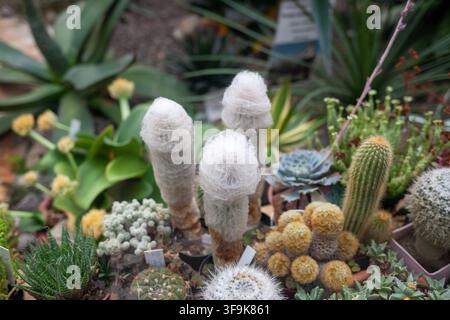 Différents types de cactus et de plantes succulentes exposés dans un jardin botanique, mettant en valeur des formes et des textures uniques dans un cadre vert vibrant Banque D'Images