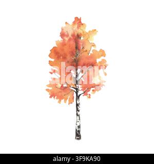 Bouleau d'automne avec des feuilles jaunes et orange, feuillage. Illustration aquarellée peinte à la main isolée sur fond blanc pour la conception de paysages naturels Banque D'Images