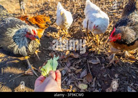 Une main présente une feuille de laitue verte fraîche à un groupe de poules dans un environnement extérieur poussiéreux. Diverses races et couleurs de poules se rassemblent autour, Banque D'Images