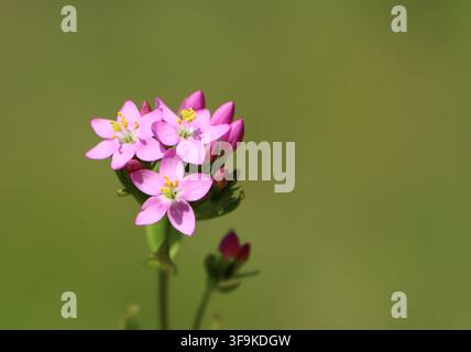 Centaurée commune (Centaurium erythraea) plante médicinale sauvage Banque D'Images