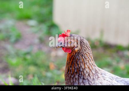 gros plan d'une poule brune aux plumes détaillées et au comb rouge vif, sur un fond vert flou dans un cadre de ferme Banque D'Images