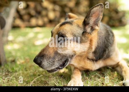 Vue de profil en gros plan d'un vieux chien Berger Allemand à la truffe grise, reposant paisiblement sur l'herbe dans une cour arrière avec un tas de bois flou en arrière-plan Banque D'Images