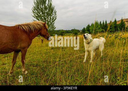 Une rencontre authentique avec des animaux montrant un cheval brun regardant curieusement un grand chien de garde blanc des Pyrénées (chien de montagne des Pyrénées) Banque D'Images