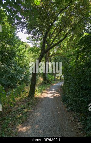 Sentier de gravier sinueux sous une canopée d'arbres verdoyants dans un cadre de parc paisible à Coesfeld, Allemagne Banque D'Images