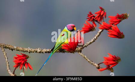 Un vibrant perroquet à tête violacée mâle perché sur une branche épineuse avec des fleurs de corail rouge en fleurs à Shimoga, Karnataka, Inde. Banque D'Images