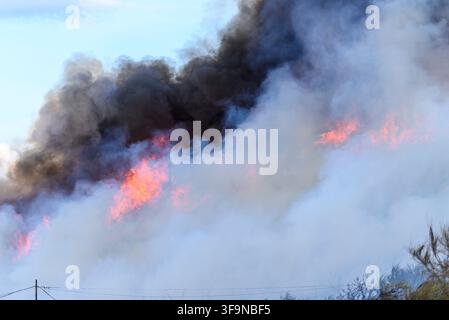 De hautes flammes brûlant à travers les bois génèrent d'énormes nuages de fumée par une journée ensoleillée Banque D'Images