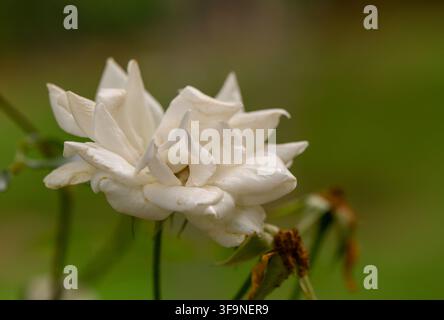 Une photographie en gros plan d'une délicate rose blanche en pleine floraison, mettant en évidence ses pétales superposés, avec un fond vert naturel flou et une rose fanée Banque D'Images
