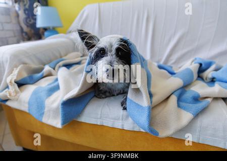 Chien mouillé enveloppé dans une couverture se reposant sur le canapé après le bain Banque D'Images