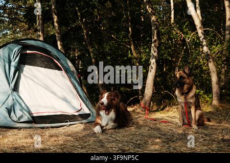 Deux chiens, bergers allemands et australiens, assis à côté d'une tente de camping dans la forêt, profitant de l'aventure en plein air. Randonnée et voyages avec des animaux de compagnie Banque D'Images