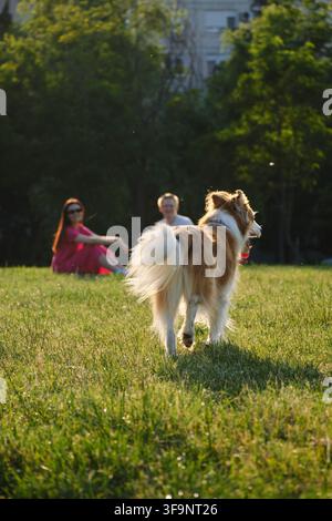 Chien marchant sur l'herbe vers un couple assis dans le parc au coucher du soleil. Concept de style de vie en plein air et d'animaux de compagnie dans la nature. Banque D'Images