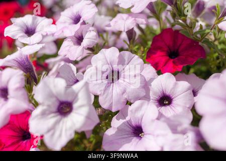 Fleurs de pétunia colorées dans diverses nuances de violet et de rouge épanouies dans un cadre de jardin en plein jour Banque D'Images
