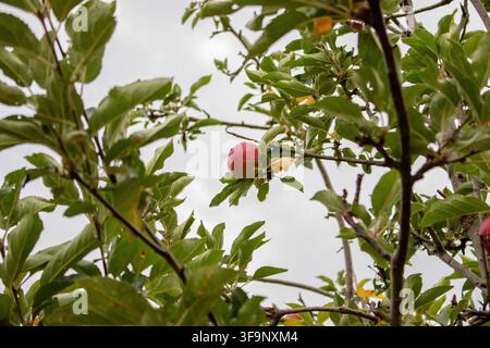 Une seule pomme rouge mûre est nichée parmi des feuilles vertes sur une branche d'arbre, vue d'en bas contre un ciel nuageux. Banque D'Images