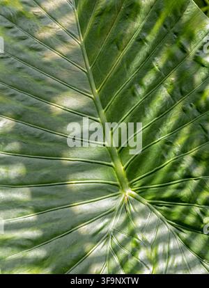 Grossissement d'une grande feuille d'oreille d'éléphant verte avec des veines proéminentes et une lumière solaire tachetée Banque D'Images