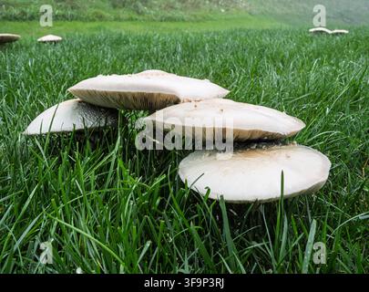 amas de champignons Chlorophyllum molybdites faux parasol toxiques fructifiant dans une pelouse verte luxuriante par une matinée d'été Banque D'Images