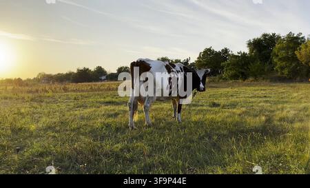 Pâturage de vaches laitières sur la pelouse verte au beau coucher de soleil. Animaux sympathiques mignons pâturant dans la prairie le jour d'été. Beau paysage pittoresque en arrière-plan. Banque D'Images