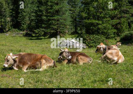 Trois vaches alpines brunes reposent ensemble dans une paisible prairie montagneuse entourée d'une forêt de conifères dense. La scène rurale naturelle dégage un caractère traditionnel a Banque D'Images