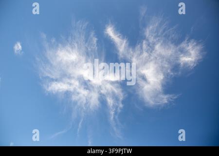 Un plan à basse hauteur regardant directement vers un ciel bleu clair et lumineux rempli d'une grande formation isolée de nuages cirrus blancs en forme de plumes qui s'étendent Banque D'Images