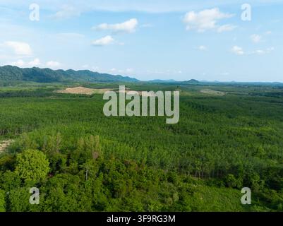 Vue aérienne d'une vaste plantation de caoutchouc à travers la campagne tropicale, avec des rangées régulières d'arbres, une forêt verte et des montagnes lointaines sous un ciel bleu Banque D'Images