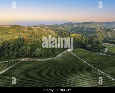 Vue aérienne du paysage viticole ondulant comprenant des rangées de vignes vertes luxuriantes, des parcelles forestières denses et des collines douces à Monforte d'Alba, Piémont Banque D'Images