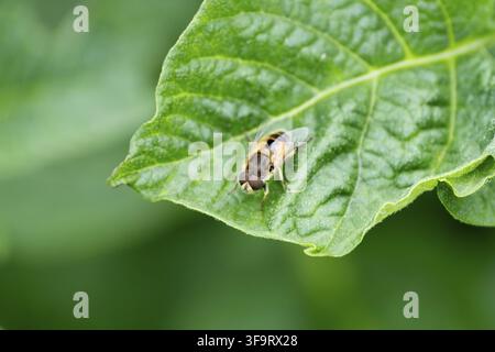 Eristalis pertinax sur une feuille verte, gros plan. Insecte ressemblant à une abeille Banque D'Images