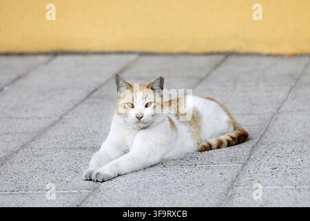 Jeune chat blanc roux assis dans la rue. Banque D'Images