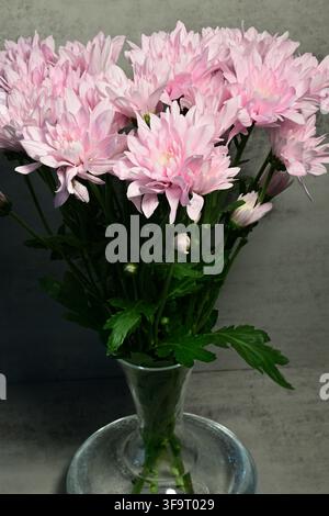 un bouquet de chrysanthèmes roses en forme de ramification dans un vase en verre renflé Banque D'Images