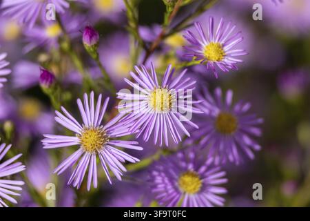 Gros plan d'asters violets (Aster amellus) Banque D'Images