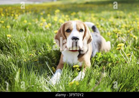 Un chien beagle repose sur l'herbe verte d'un pré en été avec des pissenlits. C'est une journée chaude et ensoleillée Banque D'Images