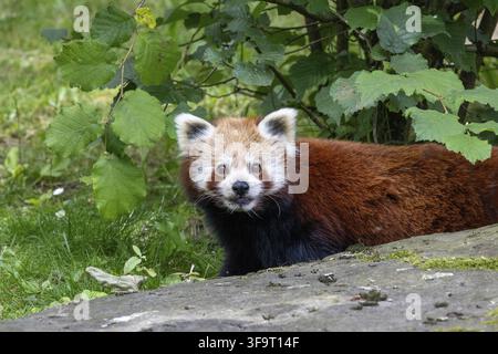 Panda rouge occidental (Ailurus fulgens fulgens), également connu sous le nom de panda rouge népalais Banque D'Images