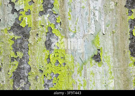 Texture de peinture écaillée gris vert altéré sur une surface murale vintage Banque D'Images