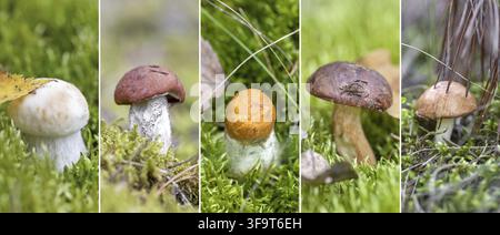 Collage de champignons comestibles variables dans la forêt. Champignon Boletus poussant dans la mousse dans la forêt. Belles plantes de saison d'automne. Leccinum mu comestible Banque D'Images