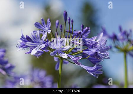 Agapanthus (Agapanthus praecox), nom commun lys bleu, lys africain ou lys du Nil Banque D'Images