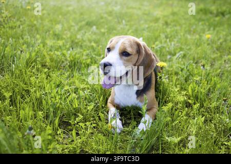 Le beagle est allongé sur l'herbe verte d'une prairie d'été. Une journée chaude et ensoleillée Banque D'Images