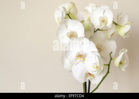 Orchidée phalaenopsis blanche en fleurs sur un fond beige avec espace libre pour le texte sur le côté gauche du cadre. Banque D'Images