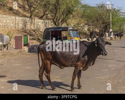 Vache de rue en Inde près du tuc tuc, Jaipur Banque D'Images