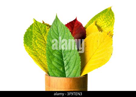 Composition de feuilles d'automne multicolores sur fond blanc. Bouquet de feuilles dans un verre en bois. Banque D'Images