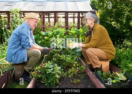 Couple de personnes âgées jardinant et souriant dans la serre du jardin Banque D'Images