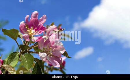 Fleurs de pomme rose sous un ciel bleu clair : capturer la beauté du printemps Banque D'Images