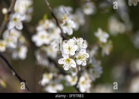 Fleurs de cerisier blanc du printemps montrant des pétales délicats et des anthères jaunes Banque D'Images