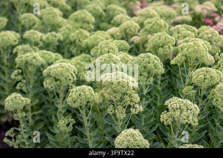 Grappes de fleurs vertes denses de Sedum spectabile, également connu sous le nom de Hylotelephium spectabile, Orpin éclatant, Orpin papillon et Plante de glace, au ea Banque D'Images