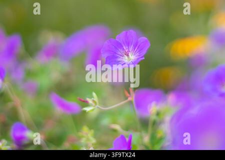 Géranium de jardin bleu-violet, également connu sous le nom de grue et géranium rustique, avec des veines sombres, un centre pâle et des étamines rougeâtres brillant contre un pourpre vif Banque D'Images